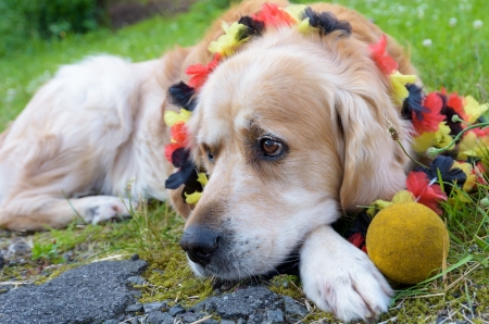 who is going to play with me - cute, labrador, dogs, animals