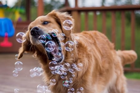 Blowing Bubbles - cute, labrador, dogs, animals