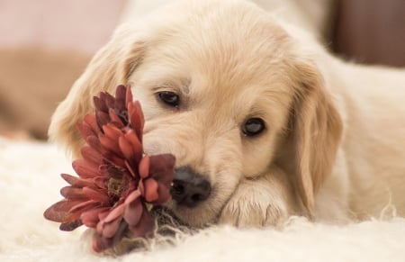 Labrador Puppy - dogs, cute, animals, puppies