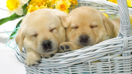 Snuggled Up - cute, puppies, dogs, animals