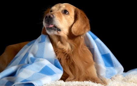 Bedtime Story - dogs, labrador, cute, animals