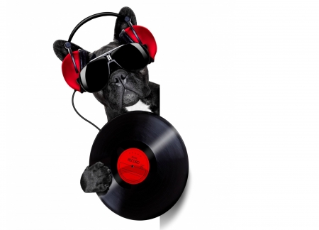 Cool music - vinil, music, sunglasses, funny, black, disc, caine, white, dog, red, headphones, card