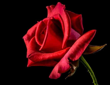 Rose - trandafir, red, black, rose, flower