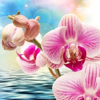 Orchids