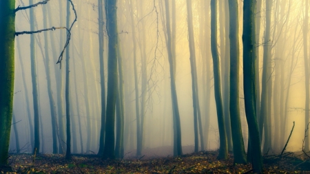 Funeral - trees, fog, wood, foggy, landscape, HD, forest, funeral, misty, fall, nature, autumn, mist, wallpaper