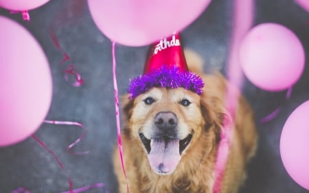 Happy Birthday To Me - dogs, cute, animals, golden retriever