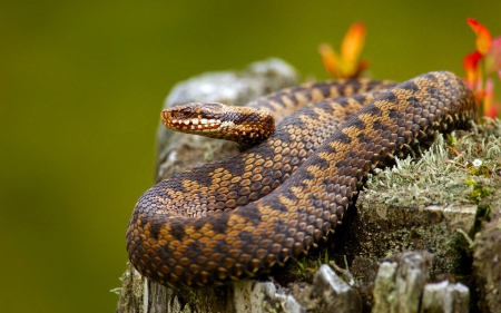 Snake - fauna, willd, animal, reptile, nature, Snake, viper