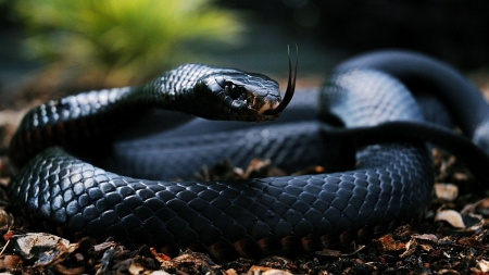 Snake - fauna, willd, animal, reptile, nature, Snake, viper