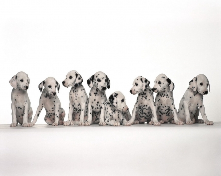 8 Dalmations Sat In A Row - cute, dalmations, dogs, animals