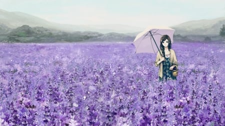 Lavender flowers field