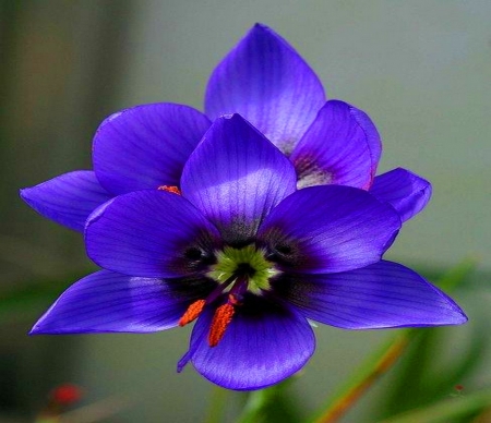 Beautiful blue - pretty, blue, flower, petals