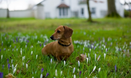 Beagle - dogs, beagles, cute, animals