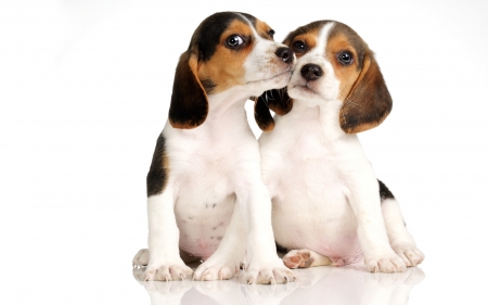 Kiss Kiss - dogs, beagles, cute, animals