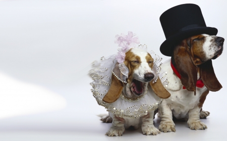 Here Comes The Bride - dogs, funny, bassett hound, animals