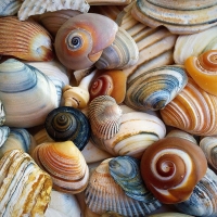 shells