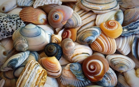 shells - colored, ocean, shell, gifts