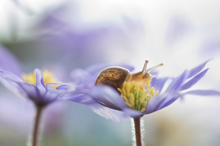 Snail - macro, flower, purple, snail