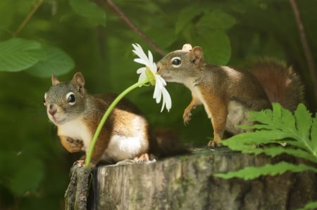 Romantic squirrel - funny, cute, white, valentine, squirrel, veverita, romantic, couple, daisy, green