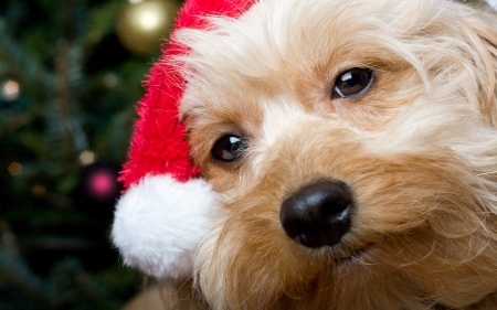 Merry Christmas! - hat, dog, christmas, santa, craciun, cute, caine, face, card