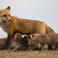 fox