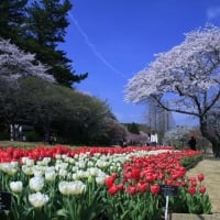 Hamamatsu Flower Park, Japan