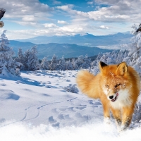 Fox in Snow