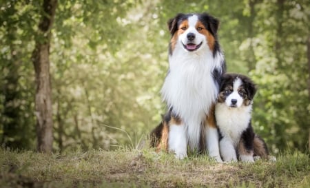 Father And Son - cute, dogs, border collie, animals