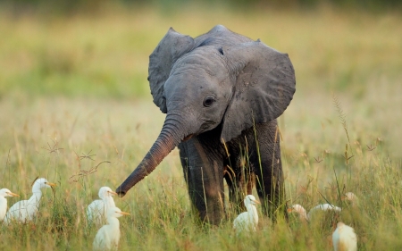 The Wonder of Nature - baby elephant, yellow beaks, inquisitive, white birds, tall grass, large ears