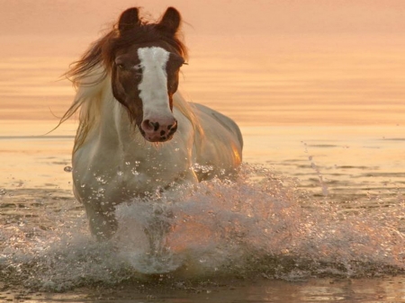 In the surf - brown, horse, waves, whte