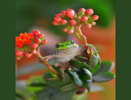 Cutey - frog, plants, cute, green