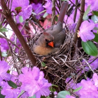 Cardinal in the Nest