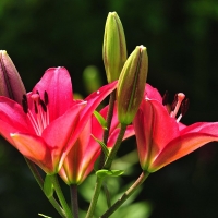 LILLIES