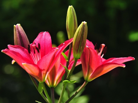 LILLIES - leaves, stems, petals, colors