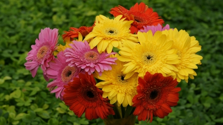 GERBERAS - daisies, stems, petals, colors