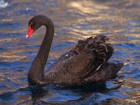 SWAN - wings, water, fetahers, waves