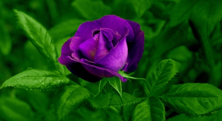 ROSE - leaves, purple, petals, green