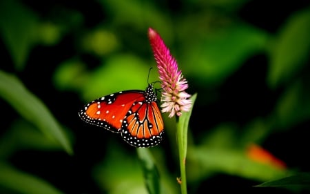 BUTTERFLY - wings, flower, colors, stem