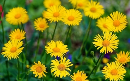 DAISIES - leaves, stems, petals, colors