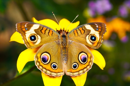 BUTTERFLY - wings, flower, petals, colors