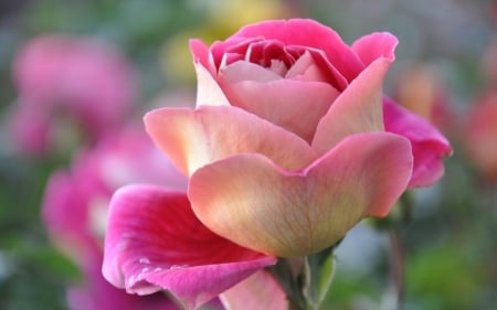 ROSES - NATURE, LEAVES, STEMS, PETALS