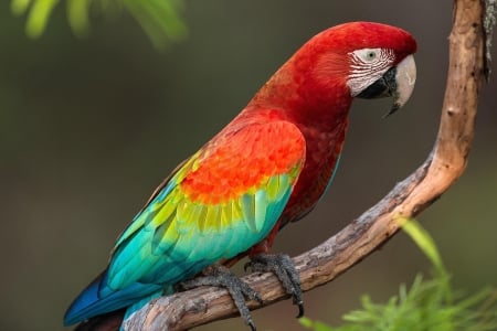 PARROT - wings, feathers, colors, tree limb