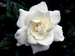 GARDENIA