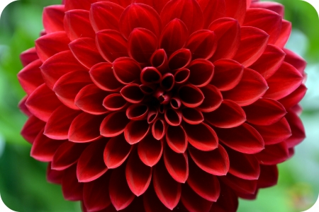 DAHLIA - red, leaves, petals, green