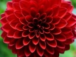 DAHLIA