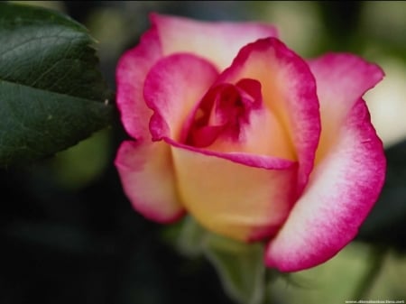 ROSE - leaves, petals, nature, colors