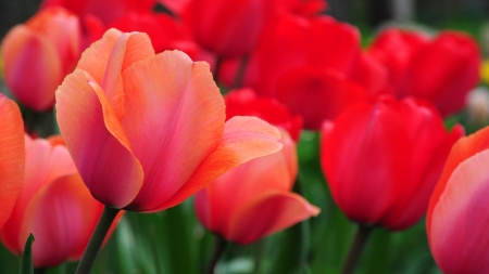 TULIPS - leaves, stems, petals, colors