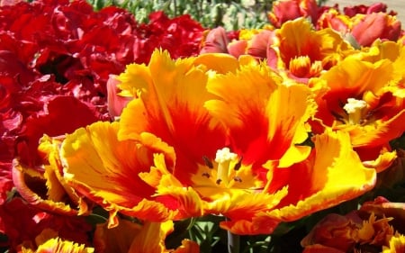 TULIPS - leaves, petals, nature, colors