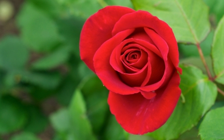 Rose Red Flowers - flowers, roses, nature, red, green, photography