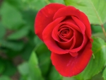 Rose Red Flowers