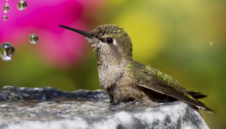 Humming-bird - humming-bird, colibri, green, macro, cute, pasare, pink